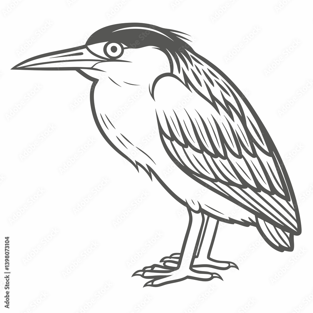 Fototapeta premium Black-crowned Night Heron Line Art Illustration