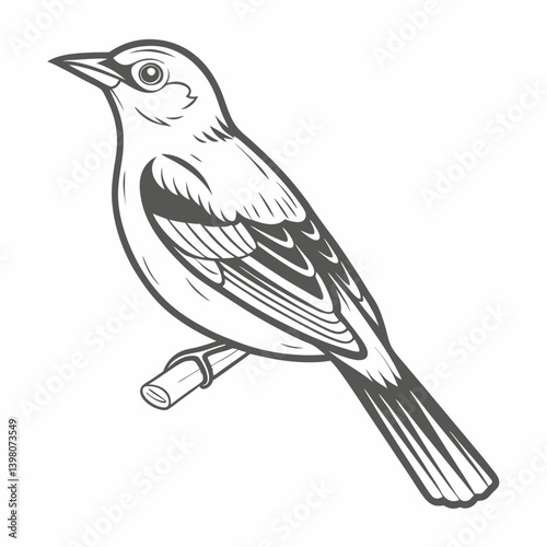 Baltimore Oriole Bird Line Art Illustration