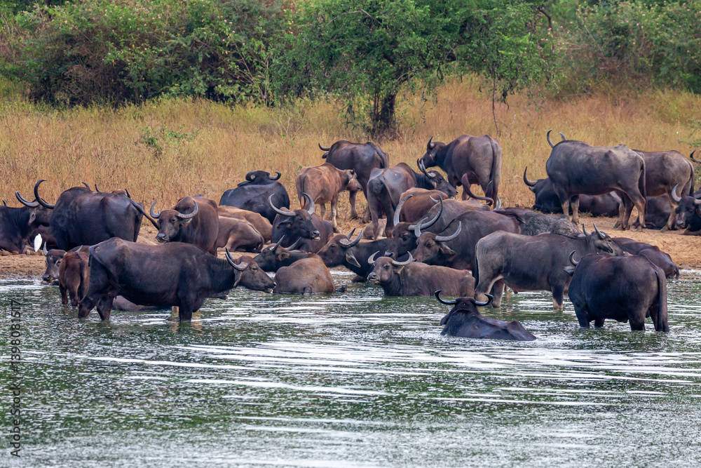 Sri Lanka, Uda Walawe National Park, Water Buffalo (Bubalus bubalis) Sri Lanka, Uda Walawe National Park, Water Buffalo (Bubalus bubalis)
