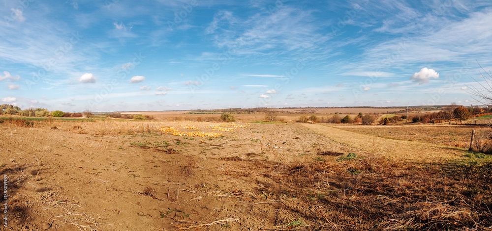 Naklejka premium Field of corn is shown in a panoramic shot