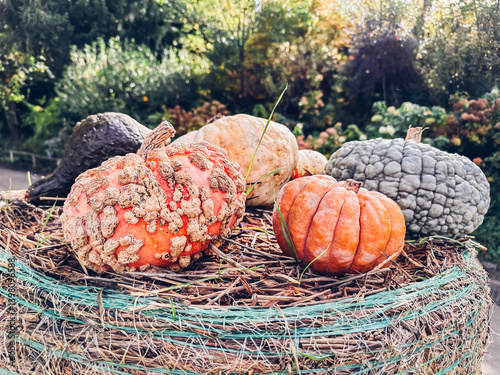 Group of pumpkins with one of them being a large, misshapen one