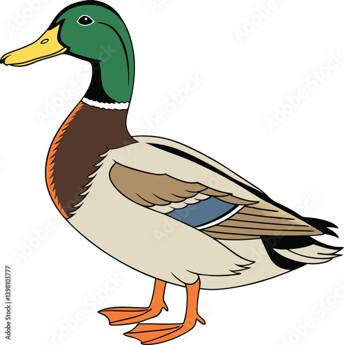 A mallard duck, a wild waterfowl with a green beak and brown feathers vector