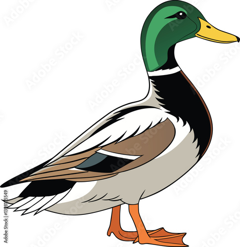 A mallard duck, a wild waterfowl with a green beak and brown feathers vector