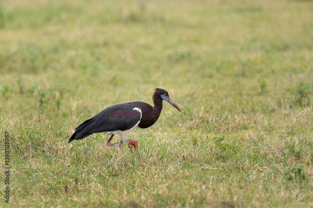 Naklejka premium Cigogne Noire