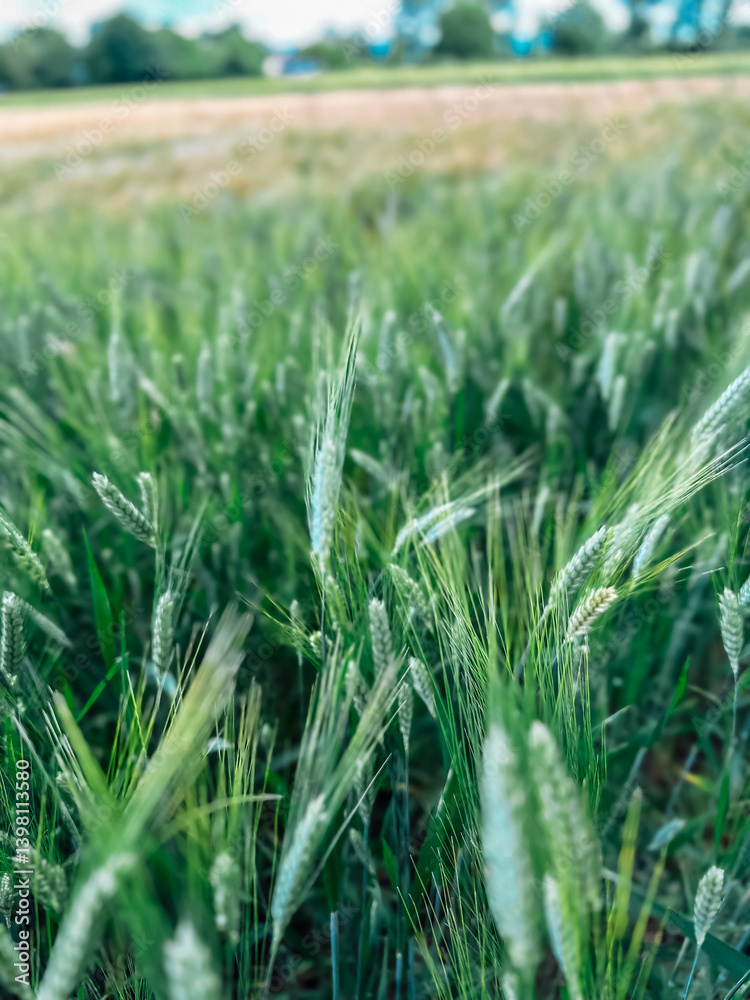 Obraz premium Field of green grass with a few brown spots