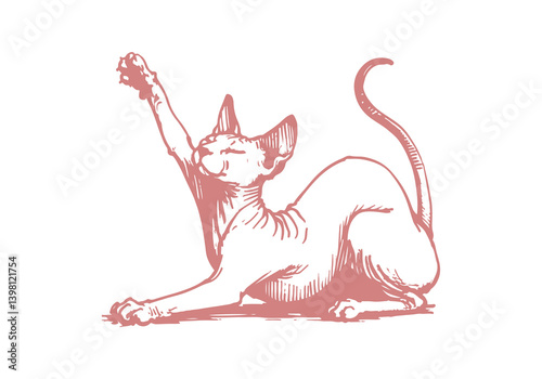 Sphynx Cat Hand Drawn Illustration Sketch Vector Isolated for Graphic Resource