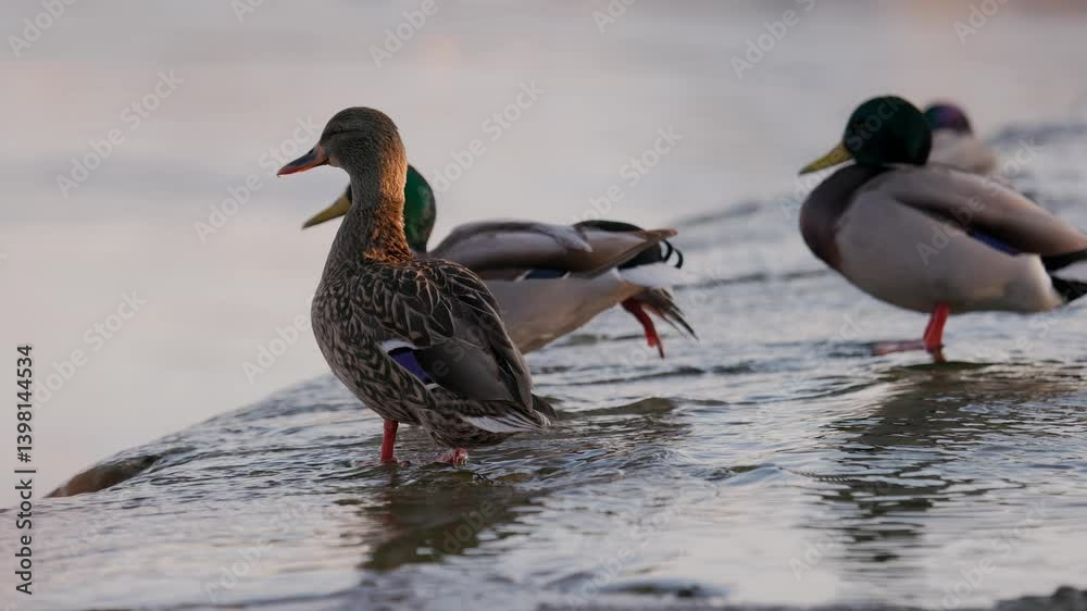 A female mallard stands in shallow water, bathed in warm sunlight. Other ducks, slightly out of focus, rest and preen in the background. Gentle ripples form around the bird's orange webbed feet. A female mallard stands in shallow water, bathed in warm sunlight. Other ducks, slightly out of focus, rest and preen in the background. Gentle ripples form around the bird's orange webbed feet.