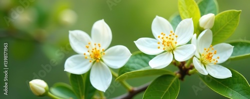 White calamondin citrus flowers and buds bunch on isolated orange tree blossom,  bunch,  calamondin