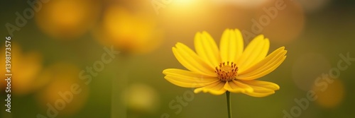Yellow cosmos flower standing tall in muted sunlight, displaying a striking contrast between its broad ray florets and disc florets,  flower, Yellow cosmos