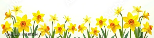 Yellow daffodils and sunflowers isolated on a white background,  daffodils,  closeup