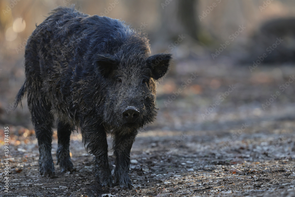 Closeup of a wild boar (sus scrofa) who walks through an oak forest before sunset. Closeup of a wild boar (sus scrofa) who walks through an oak forest before sunset.
