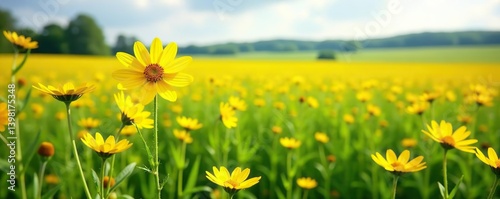 Yellow goldenrod flowers bloom among tall grass and wildflowers in a vast landscape, creating a picturesque daisy field,  peaceful,  environment