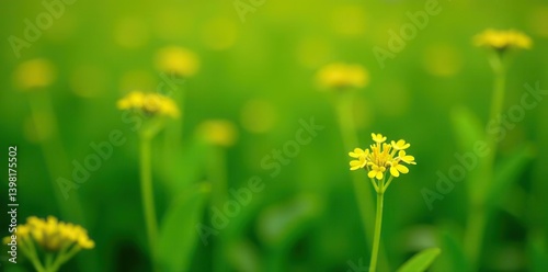 Yellow Greenthread plant with delicate small yellow flowers, perfect for organic tea production,  organic,  tea