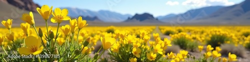 Yellow Moapa bladderpod flowers in bloom at Gold Butte National Monument, Nevada,  cruciform,  Clark County
