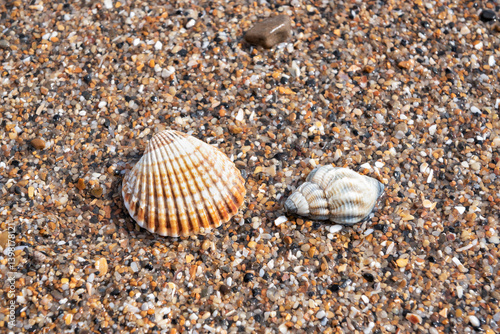 Cockle and whelk shells on shingle beach