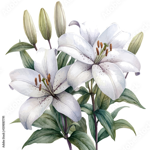 Lily of the Nile flower, watercolor illustration, isolated on a white background.

