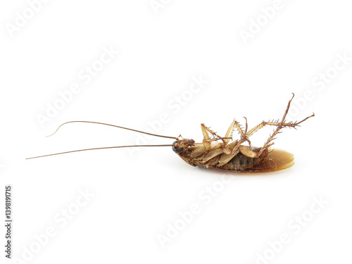 single cockroach isolated on white background, roach remains of long dead until dusty body