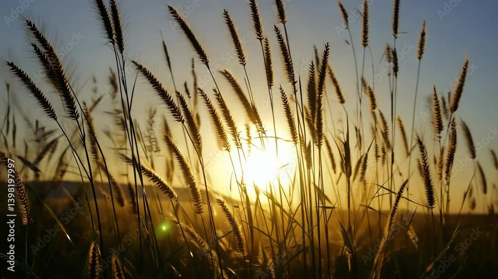 Golden hour illuminates tall grass and stalks silhouetted against the evening sky with sunlight shining through field of plants Golden hour illuminates tall grass and stalks silhouetted against the evening sky with sunlight shining through field of plants