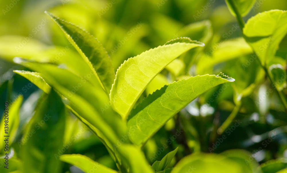 Obraz premium Close-up of bright green colored green Ceylon tea leaves.