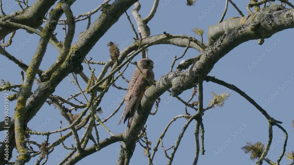 Kestrel Perched in a Tree
Kestrel Perched in a Tree