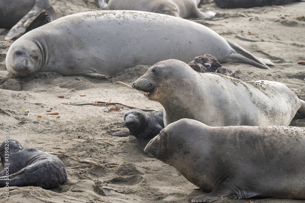 newborn elephant seals on shore with mothers newborn elephant seals on shore with mothers