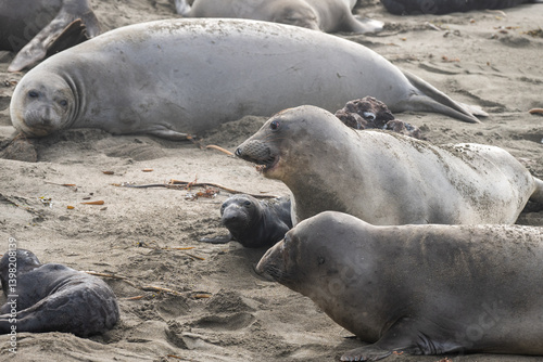 newborn elephant seals on shore with mothers