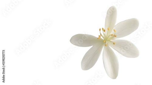 White Flower Closeup with Black Background.