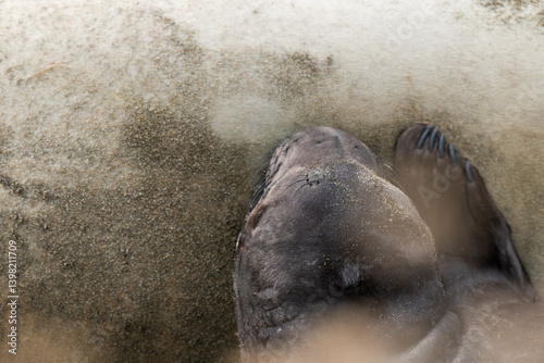 newborn elephant seal nursing