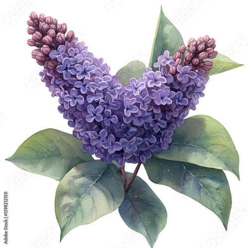 Lilac flower, watercolor illustration, isolated on a white background.

