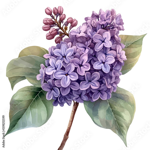illustration of Lilac Branch, watercolor vector, isolated on a white background.