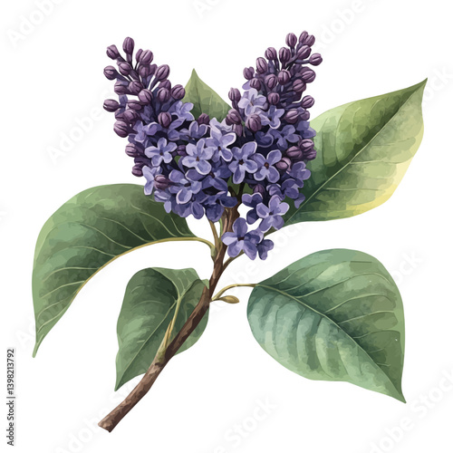 Lilac flower, watercolor illustration, isolated on a white background.

