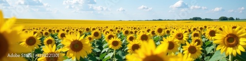 Rolling hills of sunflowers, Kansas Abundant sunny yellow blossoms , golden, yellow, plants