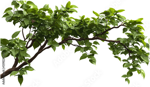 Vector isolated tree branches, rainforest greenery, lush leaves, tropical forest foliage, nature design, natural environment, jungle plants, green rainforest, tropical trees, forest background