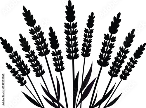 Beautiful flower lavender with stem silhouette black vector illustration