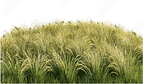 Vector Long meadow grass fields, farming fields growth, row cutout backgrounds png, lush green grass, nature field, rural landscape, summer meadows, farmland, grass growing