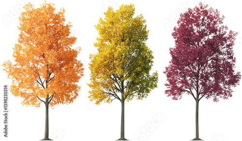 Vibrant autumn seasonal trees, maple leaves, colorful fall cutout, seasonal trees vector, autumnal colors, bright autumn leaves, seasonal tree colors, fall nature, autumn forest