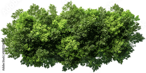 Aerial forest view vector, green canopy top, landscaping pattern, nature foliage, jungle terrain, woodland vegetation, transparent PNG, environment, leaf cover, plant map, forest scene,