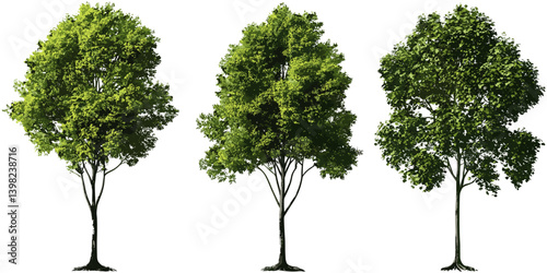 Greenery nature trees, vector cutout jungle trees shapes, eco trees collection, natural tree silhouettes, tropical rainforest, sustainable forest art, eco-friendly tree graphics