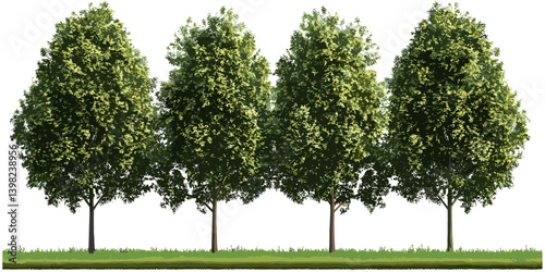 Environmental greenery, trees lined landscape, tropical rainforest, jungle landscaping, forest trees group, tropics landscape, lush nature, rainforest scenery, tropical nature