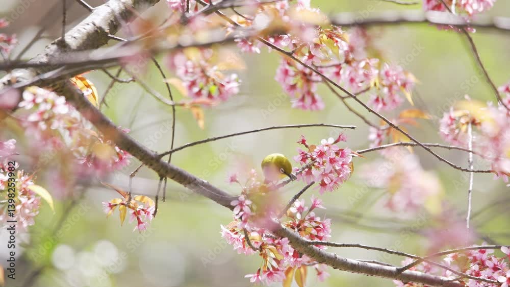 4k Video of Birds Foraging Among Cherry Blossoms in a Vibrant Spring Landscape 4k Video of Birds Foraging Among Cherry Blossoms in a Vibrant Spring Landscape