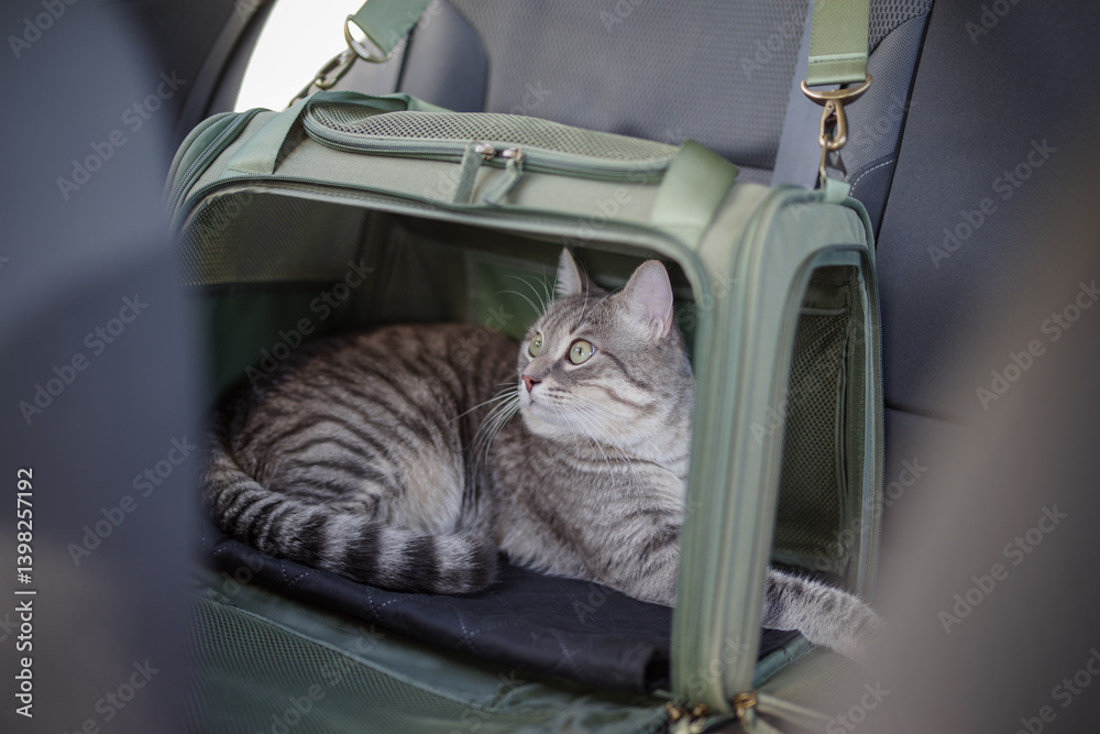 Tabby cat in pet carrier riding in a car