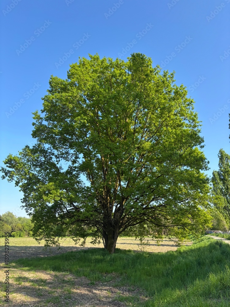 Fototapeta premium Quercia