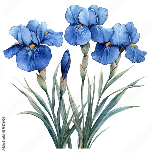 Japanese Iris flower, watercolor illustration, isolated on a white background.

