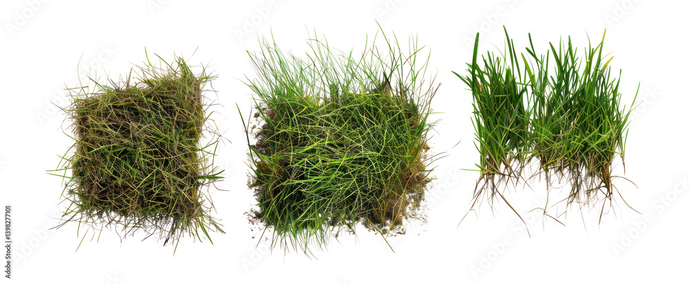 PNG Grass Borders grass plant soil.