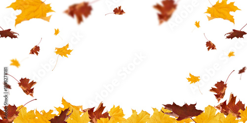 Autumn leaves border in various colors isolated on white background with clipping path. Gradient of maple leaves from green to dark red. Element for design. Vibrant fall foliage colorful garland