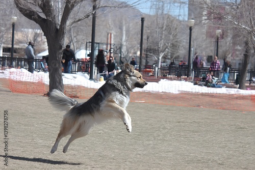 Tan And Gray Dog Leaps Joyfully In Snowy Park