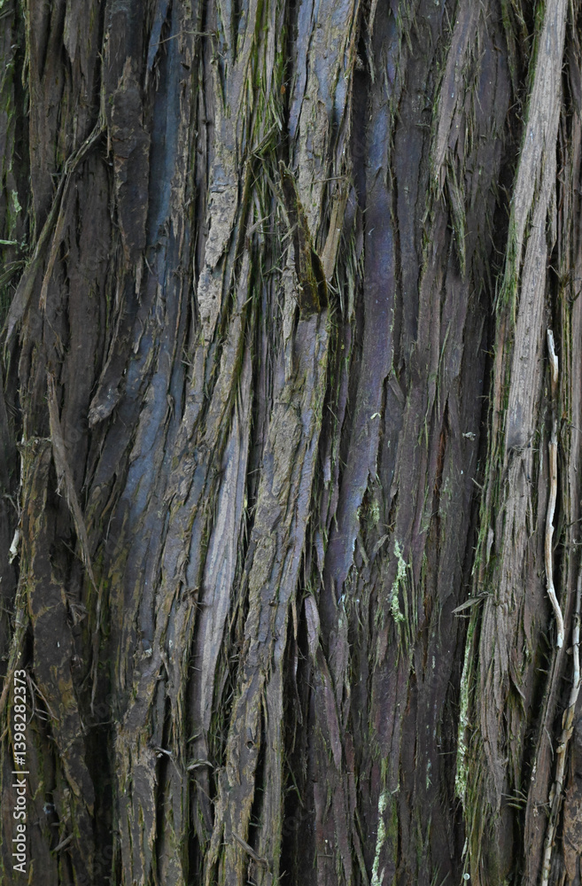 Beautiful close-up of the bark of thuja plicata Beautiful close-up of the bark of thuja plicata