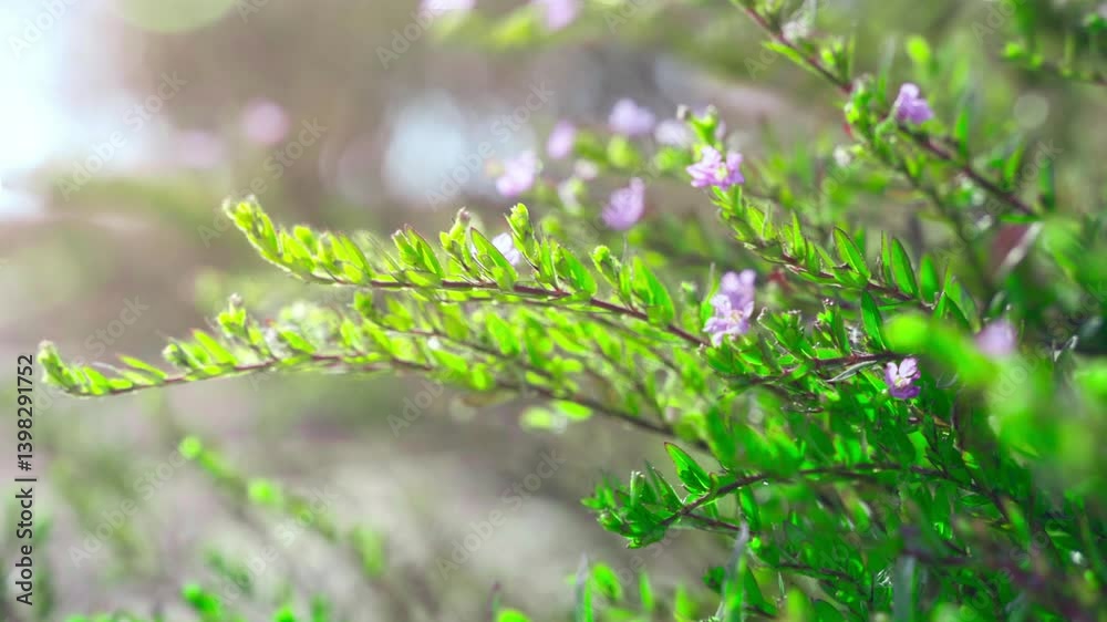 4k Video of Spring Backlit Shot of Small Flowers Blooming and Growing in Vibrant Light 4k Video of Spring Backlit Shot of Small Flowers Blooming and Growing in Vibrant Light
