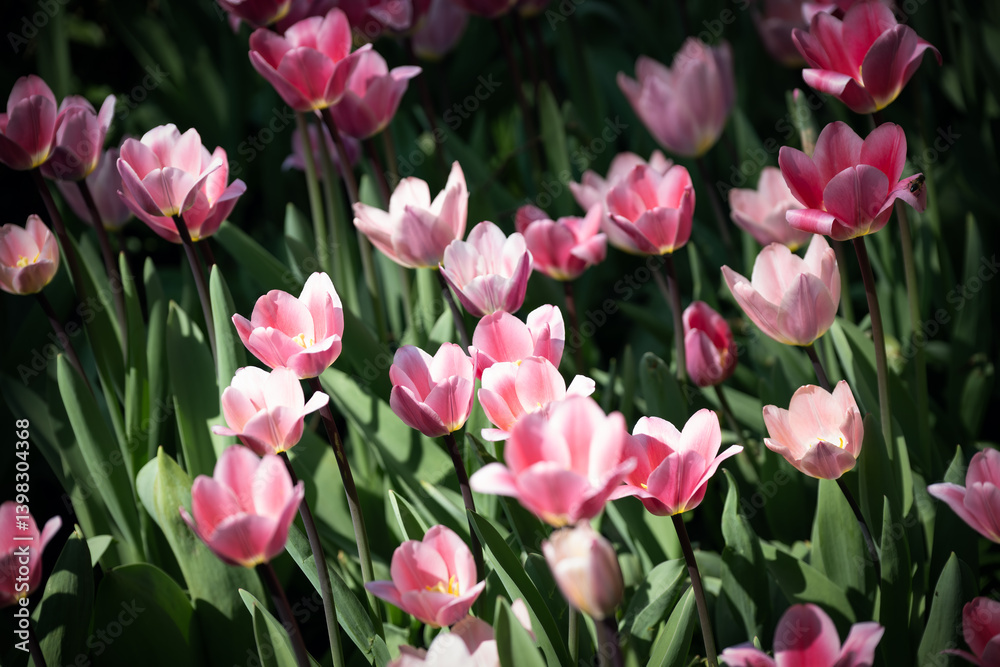 Obraz premium Colorful pink tulip flowering in spring, Belgium