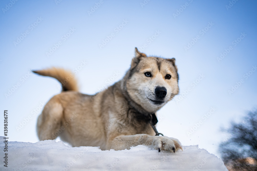 Beautiful sled dog with a collar resting comfortably on a snowdrift under a clear blue sky, relishing the winter weather and enjoying the serene outdoor landscape